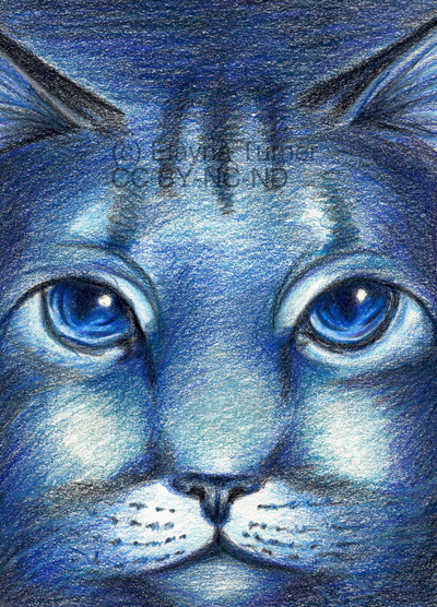 Bluestar cat drawing from Warriors series