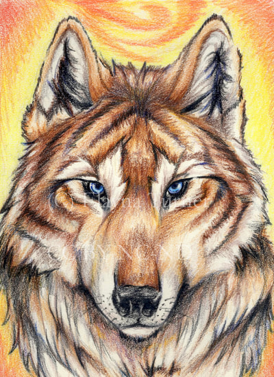 Colored pencil wolf drawing